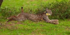 El lince ibérico conquista nuevos territorios en España: más de 2.400 ejemplares lejos de Doñana y Sierra Morena