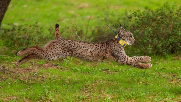El lince ibérico conquista nuevos territorios en España: más de 2.400 ejemplares lejos de Doñana y Sierra Morena