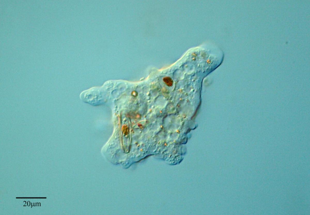Reino Protista: características y clasificación