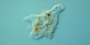 Reino Protista: características y clasificación