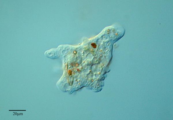 Reino Protista: características y clasificación