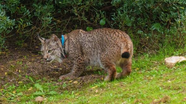 El lince ibérico conquista nuevos territorios en España: más de 2.400 ejemplares lejos de Doñana y Sierra Morena - Un nuevo mapa para el lince ibérico
