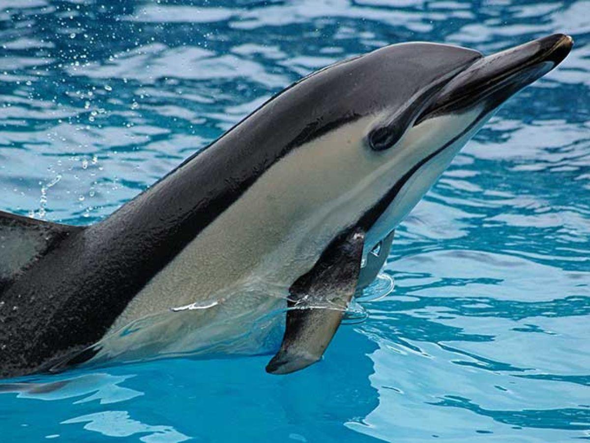 Delfín