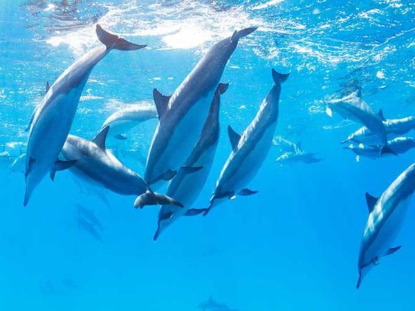 Delfín - Descripción