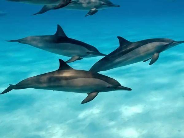 Delfín - Reproducción