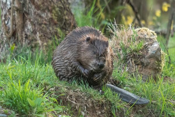 Castor europeo o Castor fiber - ¿Cómo es el comportamiento del castor europeo?
