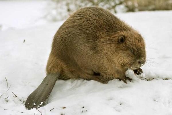 Castor europeo o Castor fiber - ¿Cuáles son las características del castor europeo o Castor fiber?