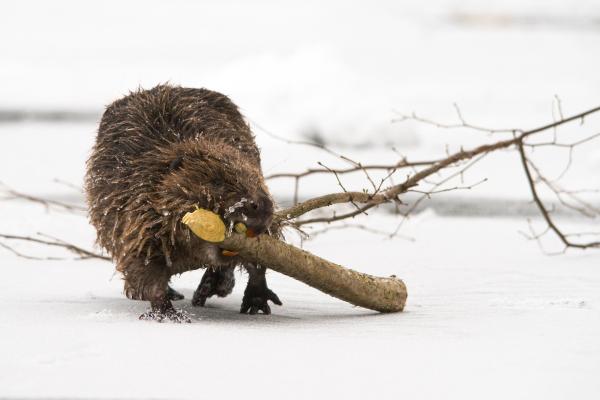 Castor europeo o Castor fiber - ¿Dónde vive el castor europeo?