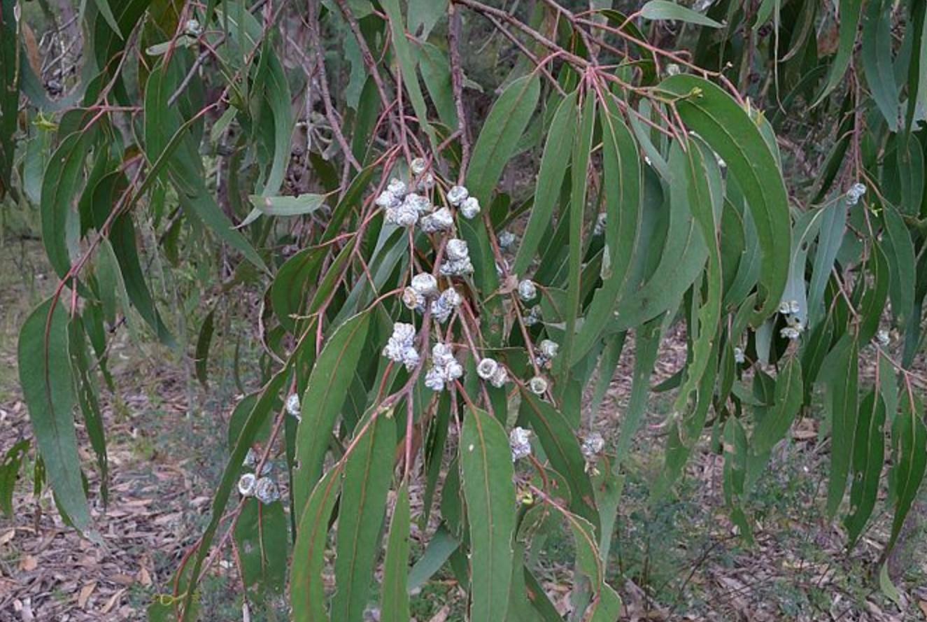 12 tipos de EUCALIPTO Nombres, características y fotos