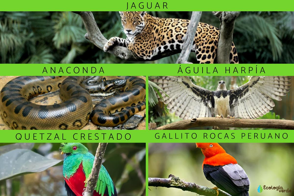 Flora Y Fauna De La Selva Peruana Y Sus Características Resumen E Imágenes