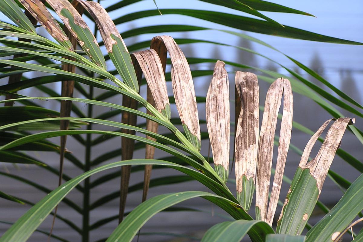 Kentia con las hojas marrones: por qué y cómo tratarlo