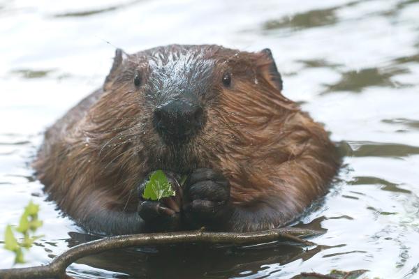 Castor europeo o Castor fiber - ¿Qué come el castor europeo?