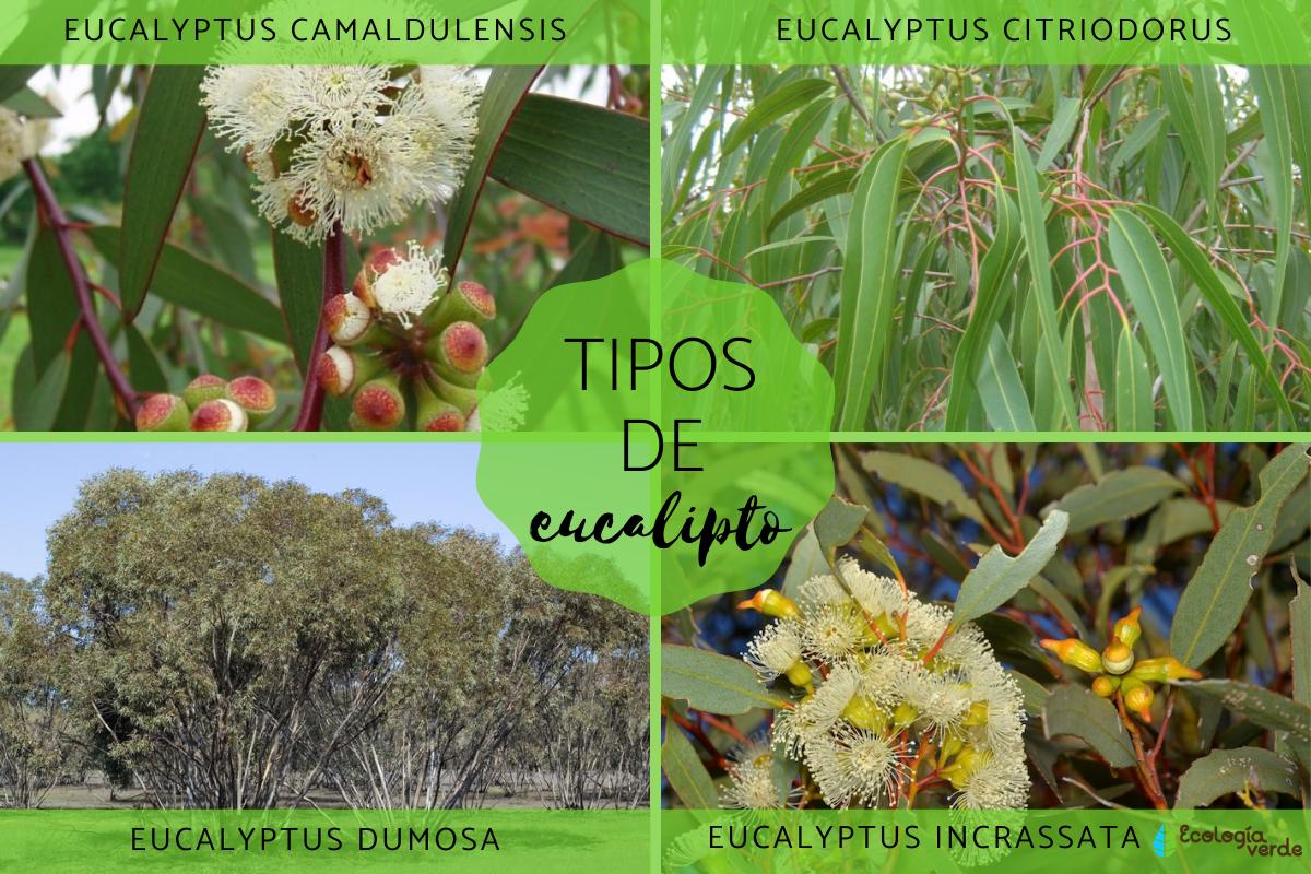 Tipos de eucalipto