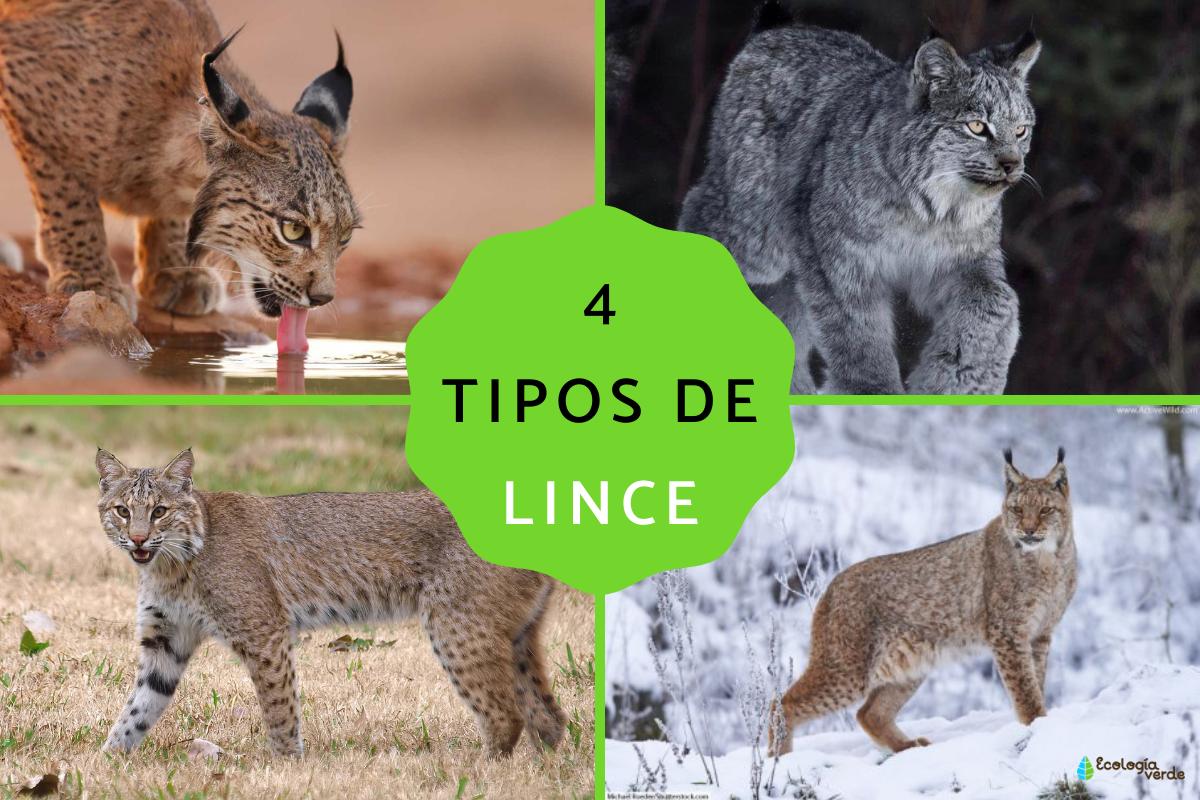 Tipos de lince