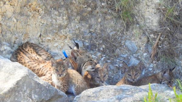Urtsu vuelve a dar esperanza al lince ibérico con una nueva camada en libertad en Murcia - Un nuevo nacimiento en libertad en Murcia
