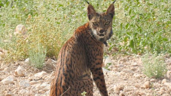 Urtsu vuelve a dar esperanza al lince ibérico con una nueva camada en libertad en Murcia - Urtsu, una hembra con un papel clave