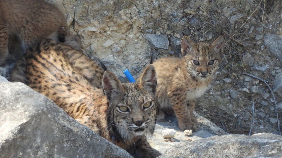 Urtsu vuelve a dar esperanza al lince ibérico con una nueva camada en libertad en Murcia