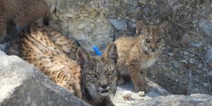 Urtsu vuelve a dar esperanza al lince ibérico con una nueva camada en libertad en Murcia