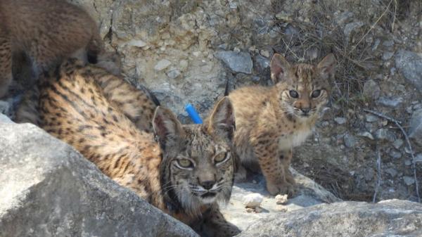 Urtsu vuelve a dar esperanza al lince ibérico con una nueva camada en libertad en Murcia