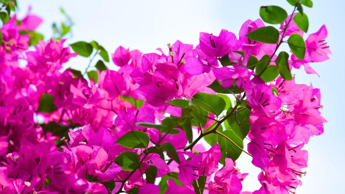 5 plantas para terrazas con mucho sol: ideales para llenar de vida tu casa este verano