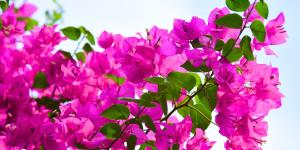5 plantas para terrazas con mucho sol: ideales para llenar de vida tu casa este verano