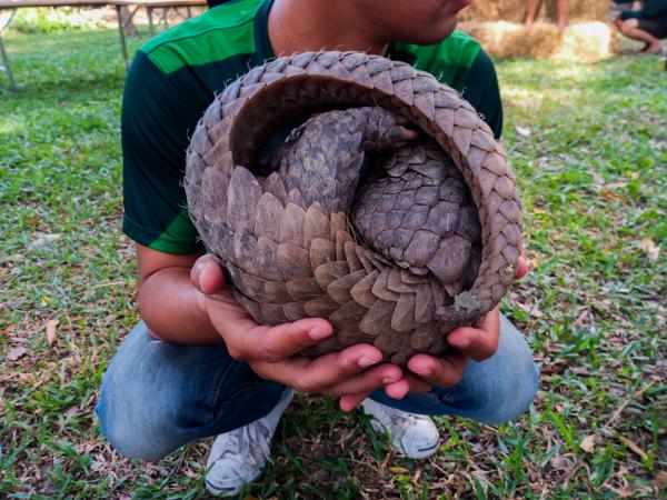 Pangolín chino - Amenazas y conservación del pangolín chino