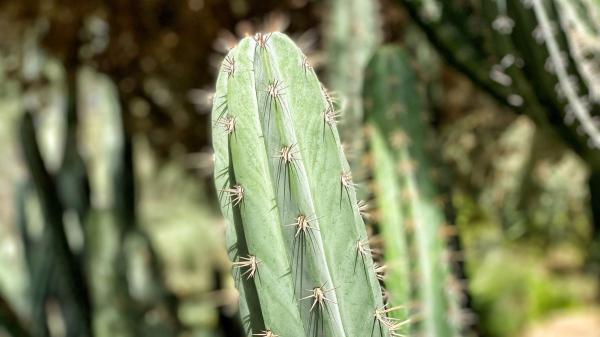 5 plantas para terrazas con mucho sol: ideales para llenar de vida tu casa este verano - Cactus columnar, la opción más resistente para terrazas con sol directo y poco riego