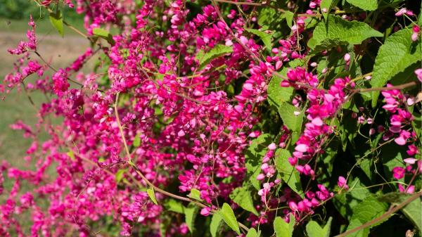 5 plantas para terrazas con mucho sol: ideales para llenar de vida tu casa este verano - Cadena de amor, la planta de flores en cascada perfecta para terrazas soleadas