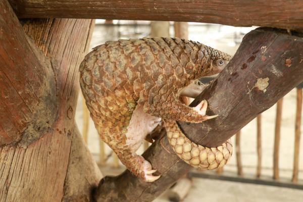 Pangolín chino - Características del pangolín chino