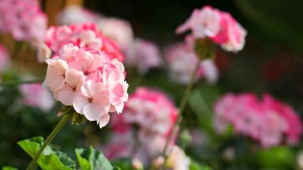 5 plantas para terrazas con mucho sol: ideales para llenar de vida tu casa este verano - Geranio de balcón, la planta clásica que florece durante todo el verano al sol