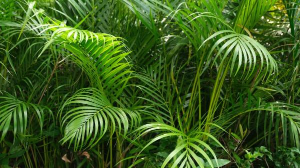 5 plantas para terrazas con mucho sol: ideales para llenar de vida tu casa este verano - Palma areca, la palmera que aporta un aire tropical incluso en terrazas muy soleadas