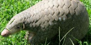 Pangolín chino