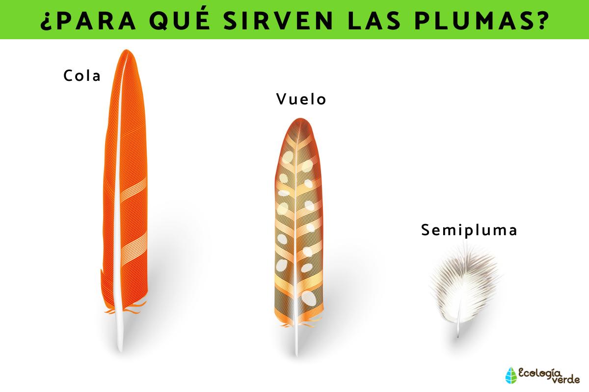 Para qué sirven las plumas de las aves