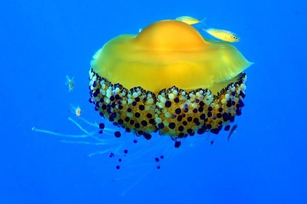 Medusa huevo frito o Cotylorhiza tuberculata - Alimentación de Cotylorhiza tuberculata