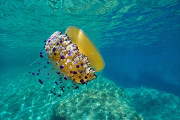 Medusa huevo frito o Cotylorhiza tuberculata - Características de Cotylorhiza tuberculata