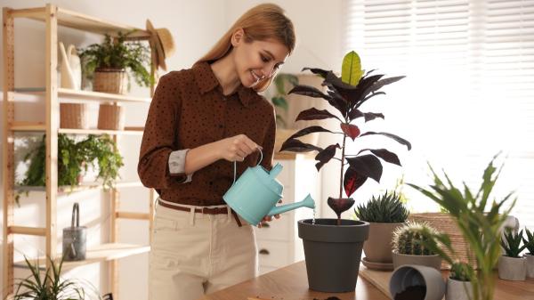 Ni potos ni cintas: la planta tropical que refresca el ambiente en verano y llena la casa de color - Cómo regar el crotón para que sus hojas se mantengan bonitas
