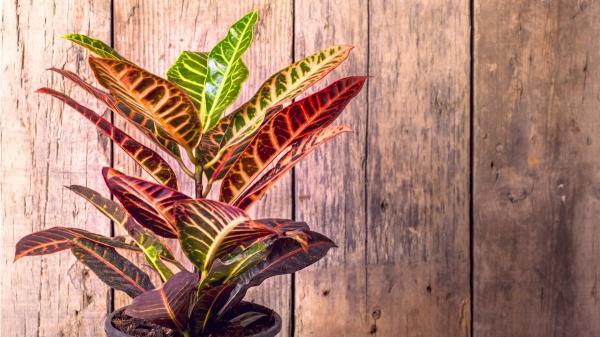 Ni potos ni cintas: la planta tropical que refresca el ambiente en verano y llena la casa de color - Cuanta más luz recibe, más intensos son los colores del crotón