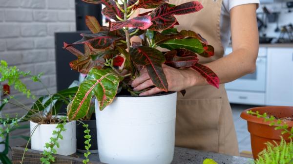 Ni potos ni cintas: la planta tropical que refresca el ambiente en verano y llena la casa de color - Dónde colocar el crotón y cómo mantener sus hojas brillantes