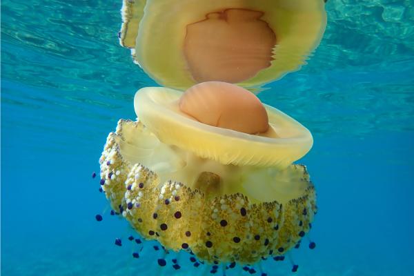 Medusa huevo frito o Cotylorhiza tuberculata - Dónde vive la medusa huevo frito