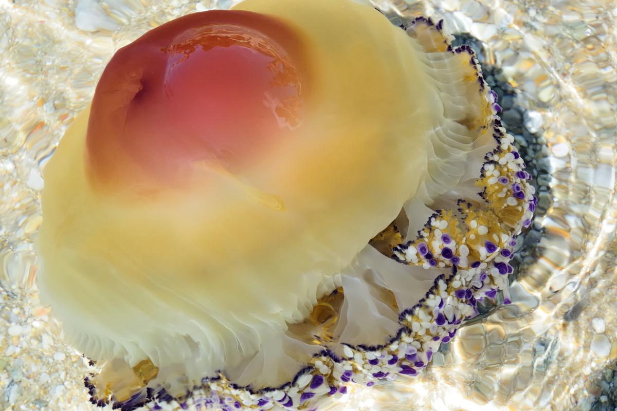 Medusa huevo frito o Cotylorhiza tuberculata