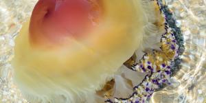 Medusa huevo frito o Cotylorhiza tuberculata