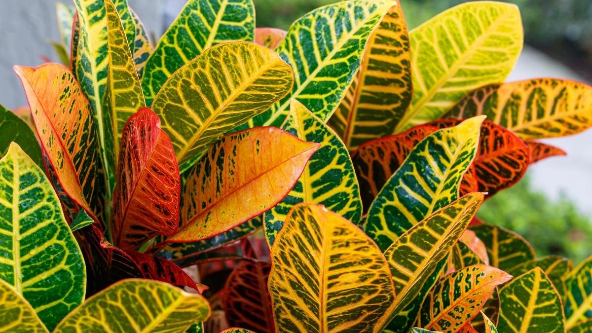 Ni potos ni cintas: la planta tropical que refresca el ambiente en verano y llena la casa de color