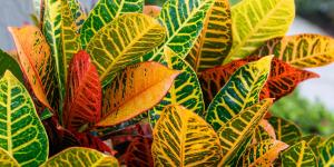 Ni potos ni cintas: la planta tropical que refresca el ambiente en verano y llena la casa de color