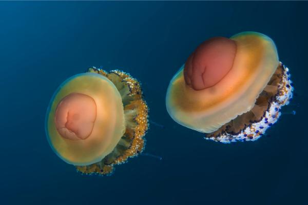 Medusa huevo frito o Cotylorhiza tuberculata - Reproducción de Cotylorhiza tuberculata