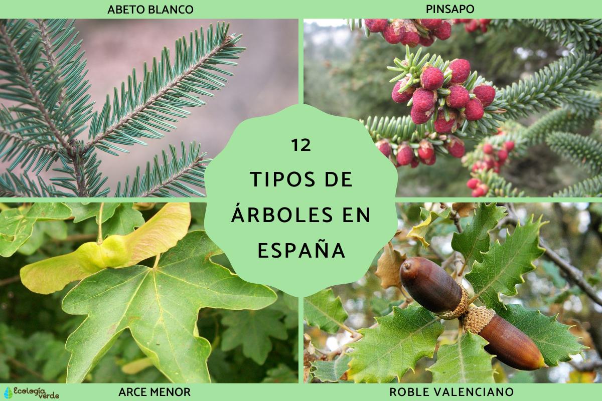 Tipos de árboles en España