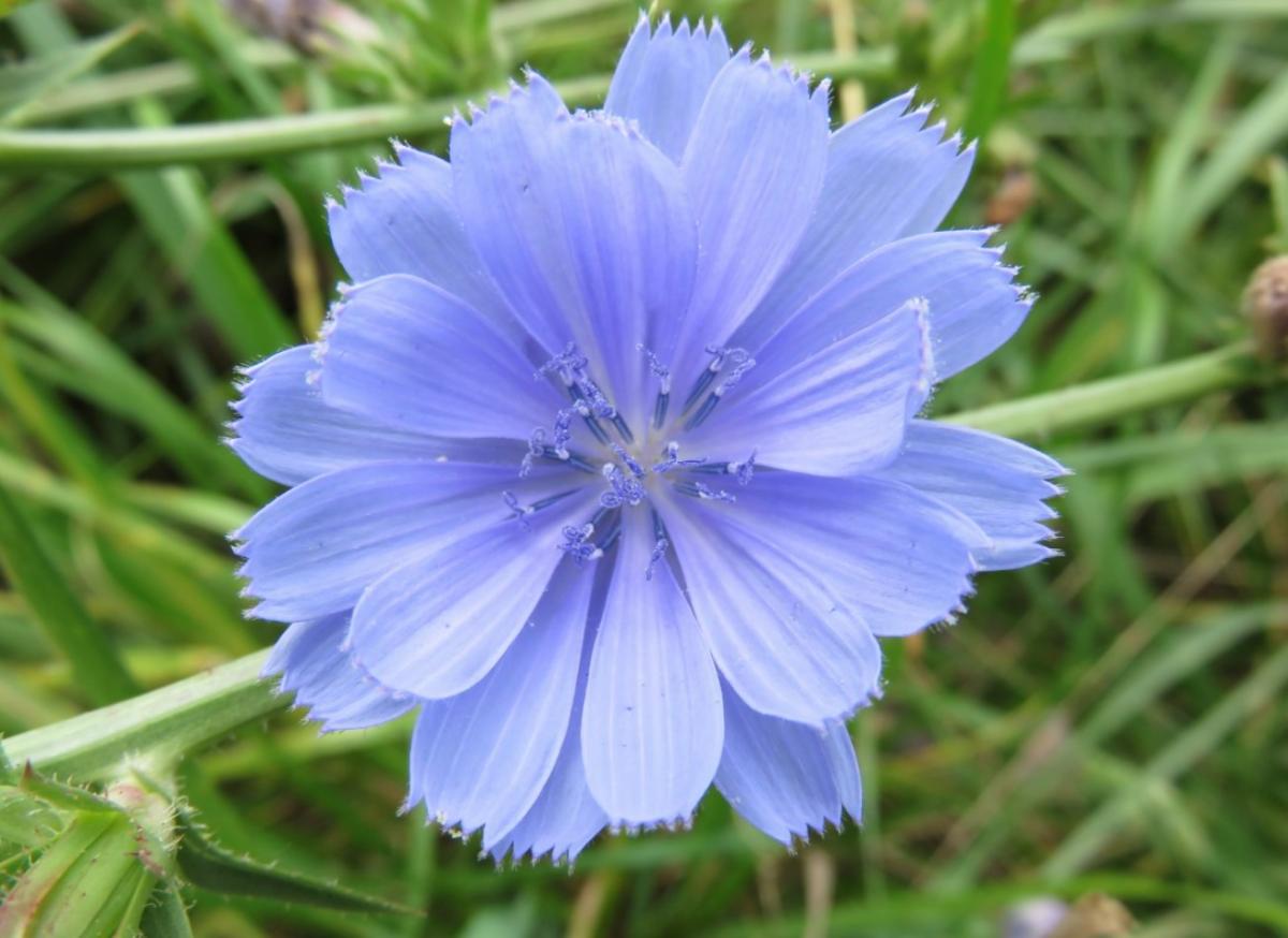 Achicoria: qué es, propiedades y contraindicaciones