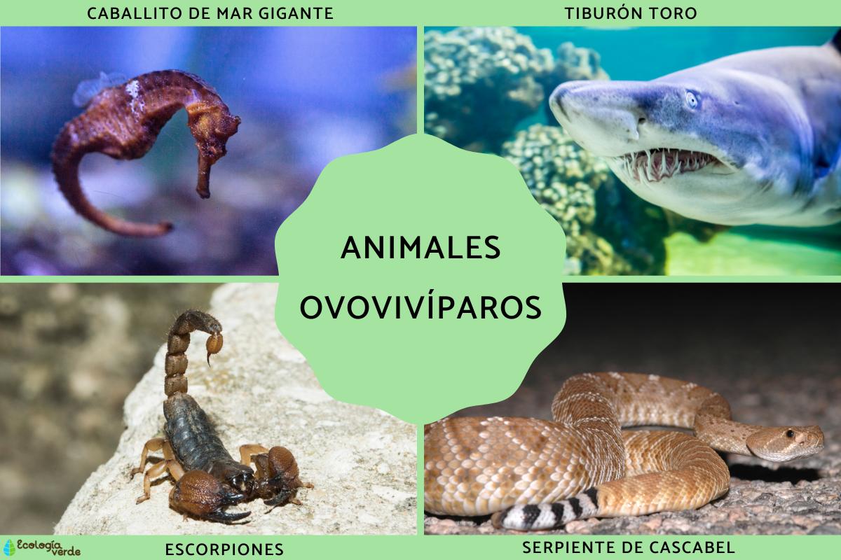 Animales ovovivíparos: qué son, características y ejemplos