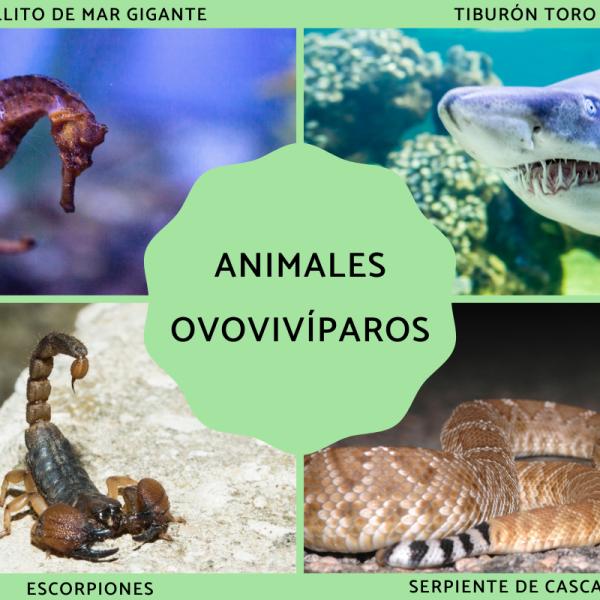 ejemplos de animales oviparos