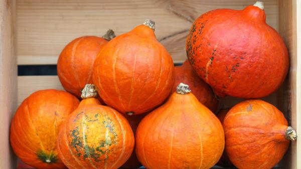 La calabaza japonesa que parece una bombilla y sabe a castaña se cultiva en un pequeño pueblo de Madrid - El cultivo del potimarrón necesita espacio y bastante sol