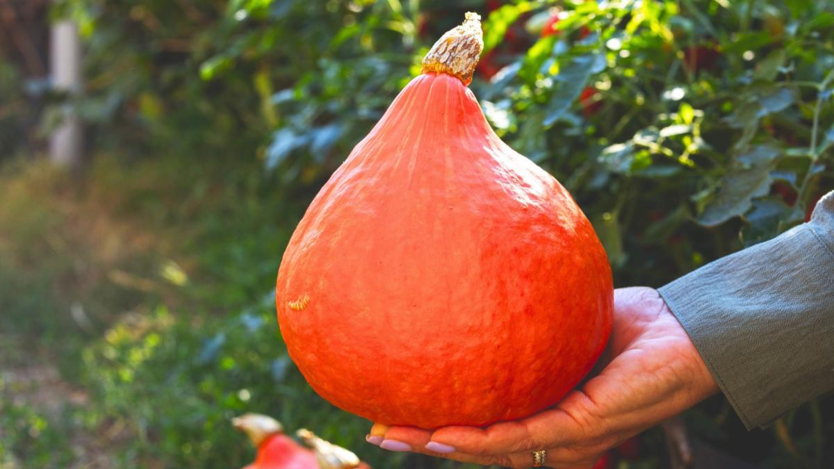 La calabaza japonesa que parece una bombilla y sabe a castaña se cultiva en un pequeño pueblo de Madrid